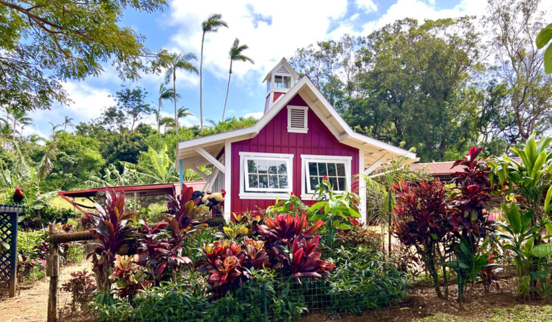 Photo of the Day: Farm Sanctuary in Ha‘iku